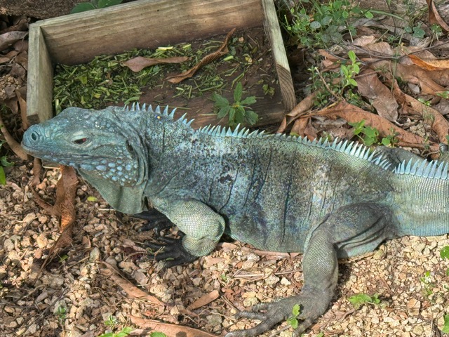 🌺 Queen Elizabeth II Botanic Park: Cayman’s Untamed Paradise (2024 Guide)